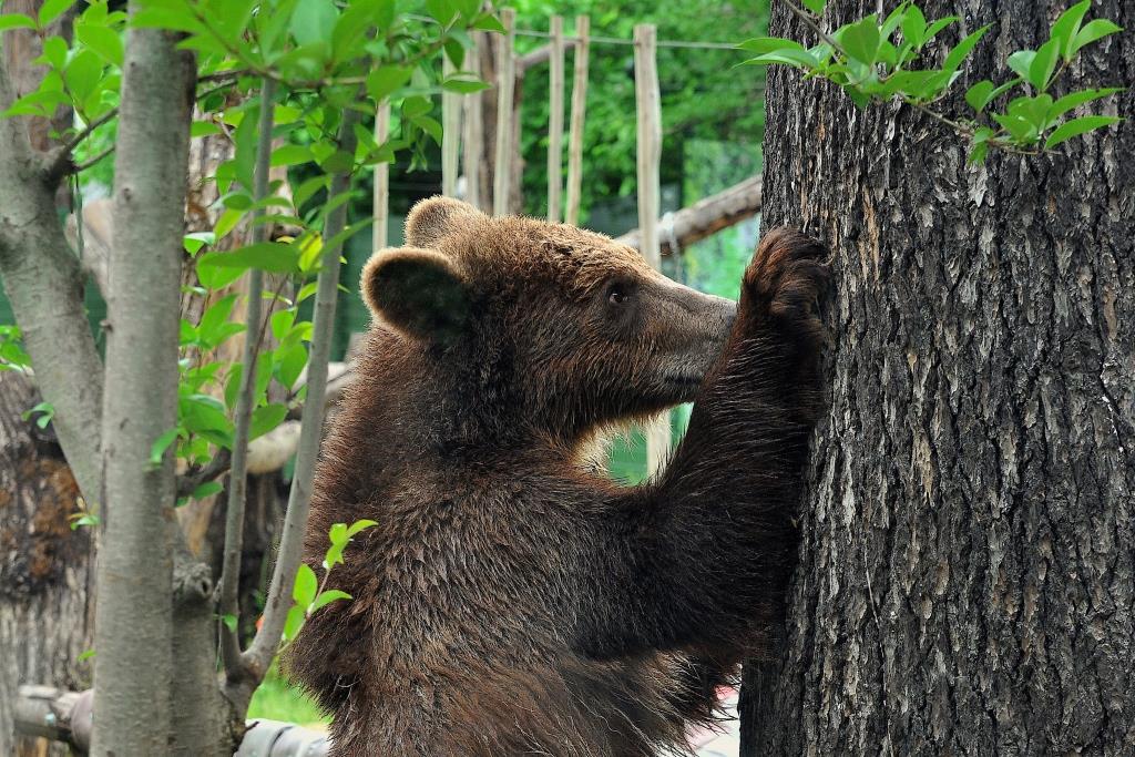 21 e 22 maggio 2022 al Bioparco ‘Invertiamo il rosso!’